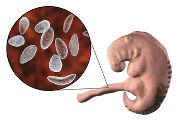 Sticker - Transplacental transmission of Toxoplasma gondii parasites to human embryo, medical concept, 3D illustration