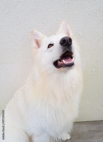 Beau Chien Berger Suisse Blanc Buy This Stock Photo And