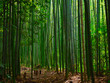 Bambus Wald Hintergrund grün