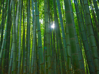  Bambusowy tła lasu słońce
