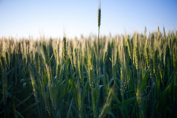 green wheat field and sunny day