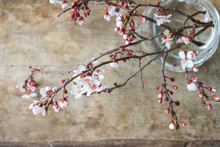 Close Up View Of Fresh Spring Tree Branches Blooming With Pink And White Flowers In A Glass Vase Against Old Rustic Wooden Background. Floral Or Hello Spring Interior Decoration Background