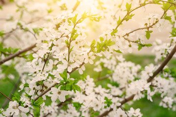  Blossoming of cherry flowers in spring time, natural seasonal floral background