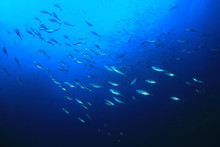 Tuna Fish Hunting Sardines