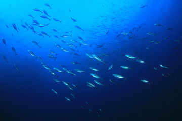 Tuna fish hunting sardines