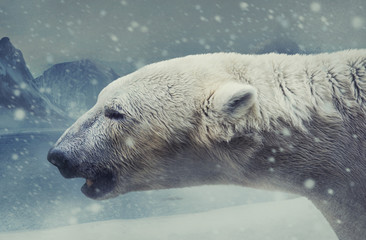 Profile photo of an arctic white bear standing in a massive snowfall on a white snow mountains background.