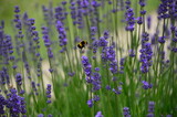 Fototapeta Kwiaty - Lavender and a Bee