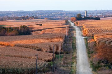 Rural landscape with corn fields, rolling hills, and a gravel road