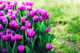 Fototapeta Tulipany - Violet, purple, lilac tulips background. Summer and spring concept, copy space. Tulip flowers field in sunlight. Soft selective focus.