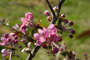 Wall Mural - arbre fruitier pommiers fleurs printemps