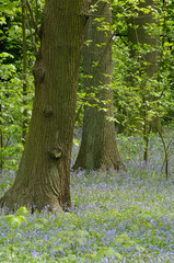 Poster - environnement fleurs printemps bois arbres foret