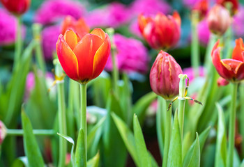 Canvas Print - Red tulips in the garden