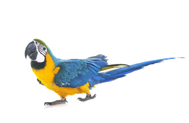 Wall Mural - Blue-and-yellow macaw in studio