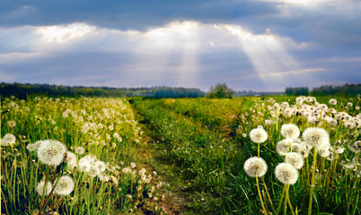 Wall Mural - Beautiful summer landscape with field of dandelions and road in rays of sun making its way through the clouds in sky. Flowers of dandelions glow in sun on summer meadow in nature. Summer wallpapers.