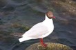 The black-headed gull on a rock by the Baltic Sea
