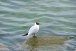 The black-headed gull on a rock by the Baltic Sea