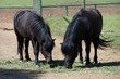 Two black ponies eating grass