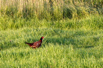 Poster - Fasan (Phasianus colchicus) auf einer Wiese auf der Nordseeinsel Juist in Nordfriesland, Deutschland, Europa.