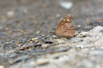 Butterfly from the Taiwan (Libythea lepita formosana)Oriental beak butterfly 