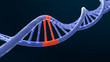 DNA_Rotes Segment