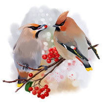 The Waxwing Watercolor Painting