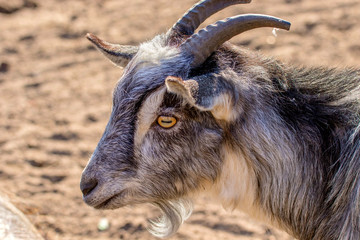 animal's muzzle a young goat with horns