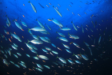 Mackerel and sardines fish