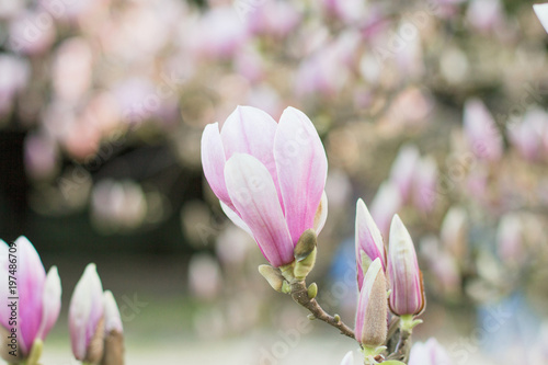 Zdjęcie XXL Kwiatu magnolii sulanga różowy zbliżenie. Wiosenna czułość.