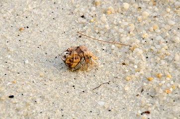 Colorful wild crab with shell (Paguroidea on the beach)