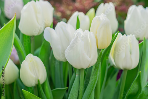  Plakaty tulipany   zblizenie-bialych-tulipanow-kwitnace-wiosenne-pole-kwiatow