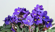 Saintpaulia Ionantha. Blue African Violet Bloom And Green Leaf. Blooming Floral Pot, Light Background