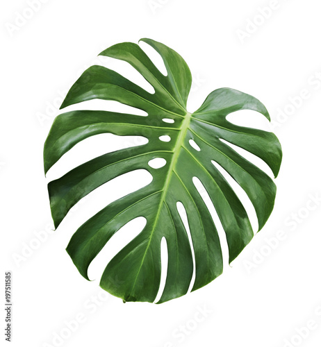 Cuadros en Lienzo Monstera deliciosa tropical leaf isolated on white background with clipping path
