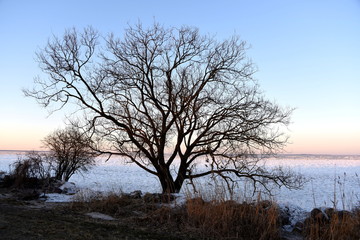 Baum am Deich von Grambin am Stettiner Haff