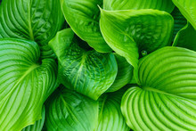 Beautiful Hosta Leaves Background. Hosta - An Ornamental Plant For Landscaping Park And Garden Design. Large Lush Green Leaves. Veins Of The Leaf.