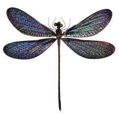 black and blue dragonfly (Vestalis luctuosa)