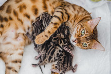 Cattery Of Bengal Cat This His Kitten