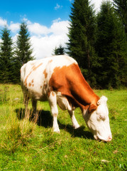 Wall Mural - Cow on Italian Alps