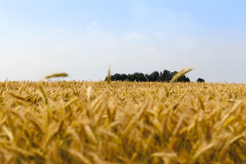 golden wheat