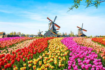 Landscape with tulips, traditional dutch windmills and houses near the canal in Zaanse Schans, Netherlands, Europe
