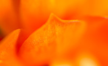 A Small Orange Flower On Nature