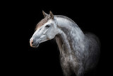 Fototapeta Konie - Portrait of beautiful grey andalusian horse isolated on black