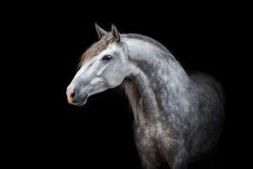 Wall Mural - Portrait of beautiful grey andalusian horse isolated on black