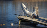 Fototapeta Pomosty - Ryba na lodzie