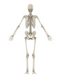 © nerthuz - Human Skeleton Anatomy Isolated