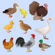 Poultry birds set, duck, rooster, chick, goose, hen, turkey and quail vector Illustrations