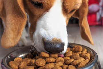 Wall Mural - Dinner for dog