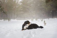 Bernese Mountain Dog Is Resting On The Snowy Forest In A Winter Sunny Day.