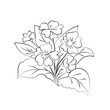 Primrose illustration on white background.