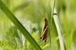 The grasshopper sits on the grass stalk.