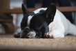 © Wavebreak Media - Dog lying on floor mat at home